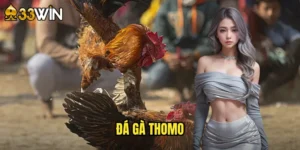 đá gà thomo