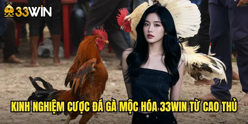 Kinh nghiệm cược đá gà mộc hóa 33win từ cao thủ