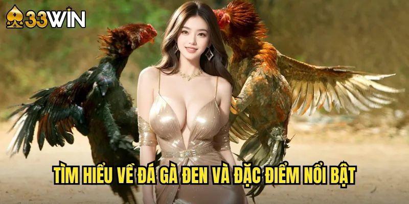 Tìm hiểu về đá gà đen và đặc điểm nổi bật