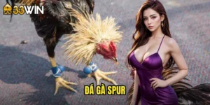 đá gà spur
