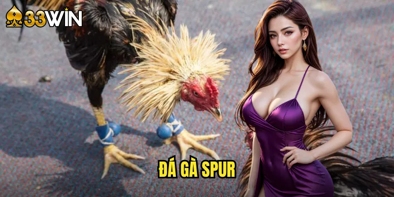 đá gà spur