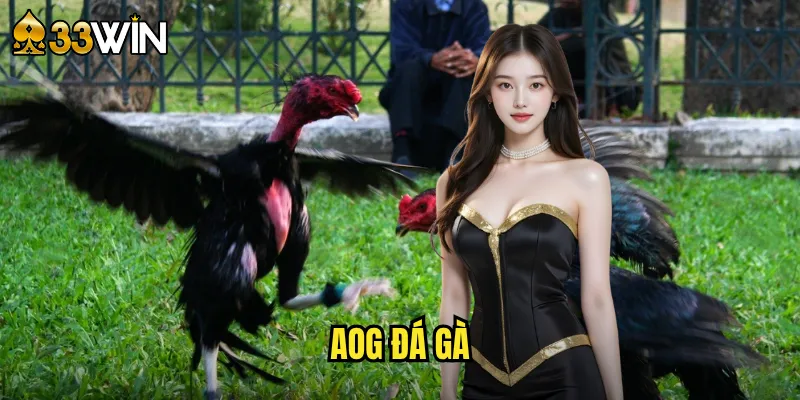 AOG đá gà
