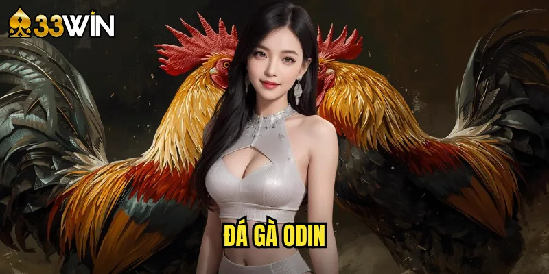đá gà Odin