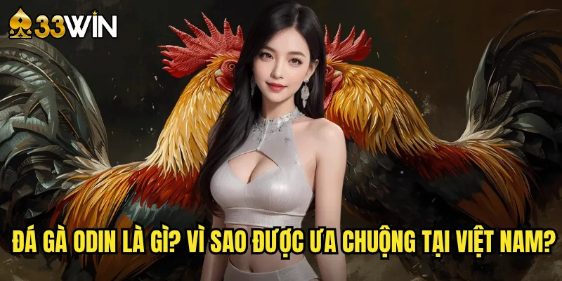 Đá gà Odin là gì? Vì sao được ưa chuộng tại Việt Nam?