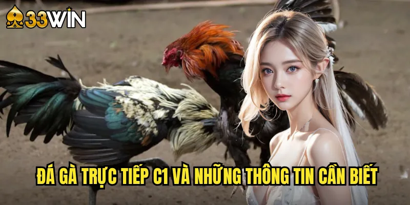 Đá gà trực tiếp C1 và những thông tin cần biết