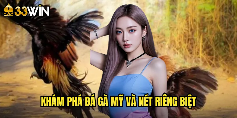 Khám phá đá gà Mỹ và nét riêng biệt